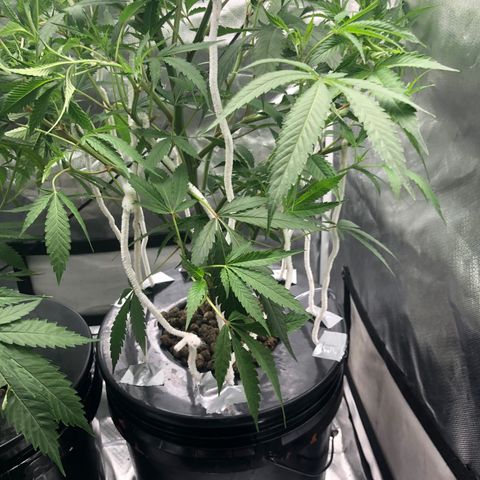 “HEATHER” - Hague Night’s by Chaotic Genetics growlog timeline photo