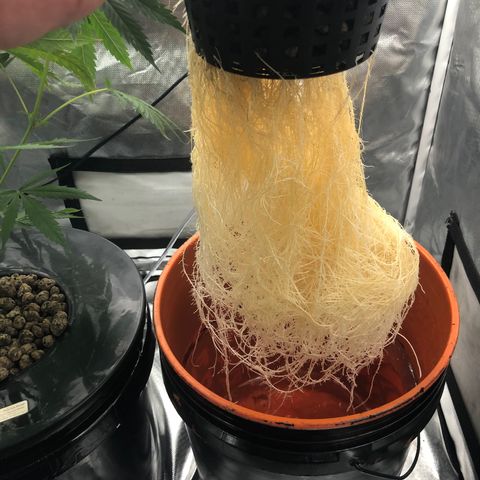 “HEATHER” - Hague Night’s by Chaotic Genetics growlog timeline photo