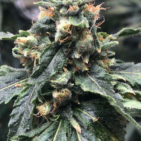 “BUBBLES” - Bubba Kush by RQS growlog timeline photo