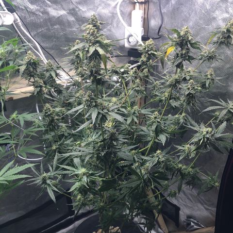 “BUBBLES” - Bubba Kush by RQS growlog timeline photo