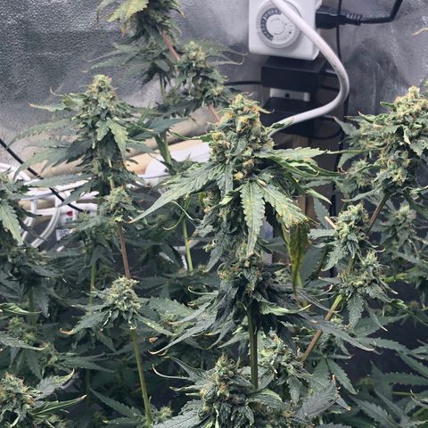 “BUBBLES” - Bubba Kush by RQS growlog timeline photo