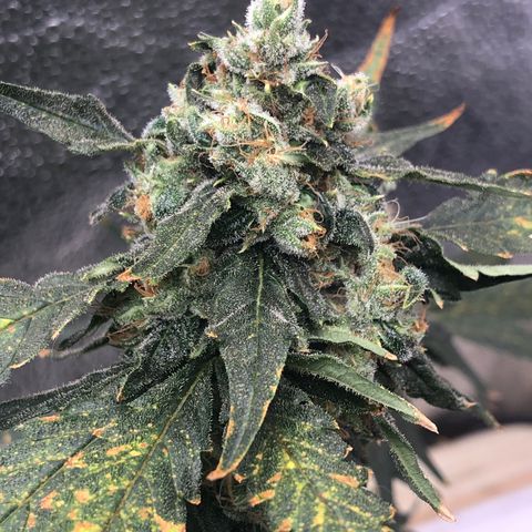 “BUBBLES” - Bubba Kush by RQS growlog timeline photo