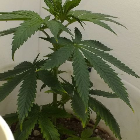 1k growlog timeline photo