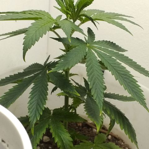 1k growlog timeline photo