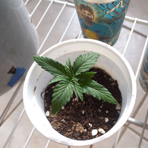 2 growlog timeline photo
