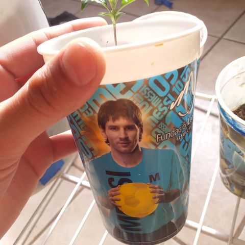 2 growlog timeline photo