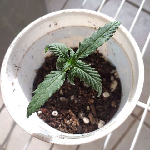 3 growlog timeline photo