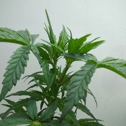 1k growlog timeline photo