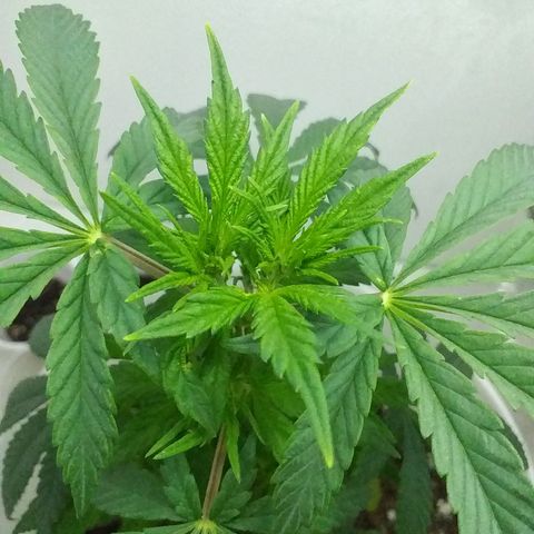 1k growlog timeline photo