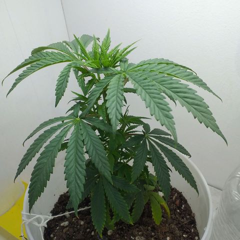 1k growlog timeline photo