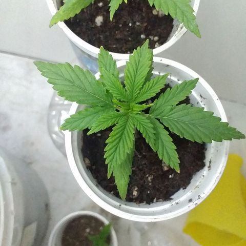 2 growlog timeline photo