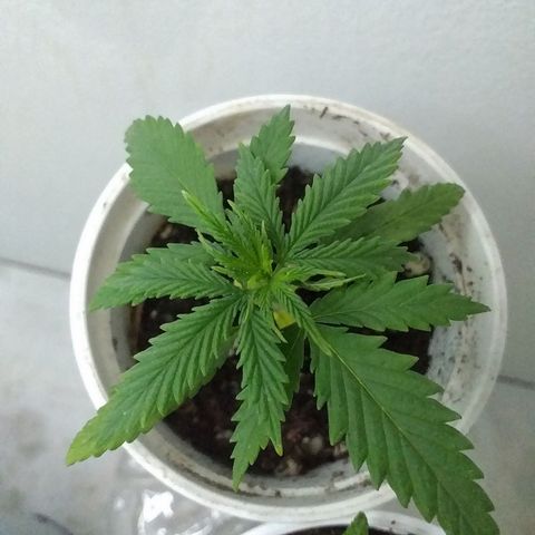 3 growlog timeline photo