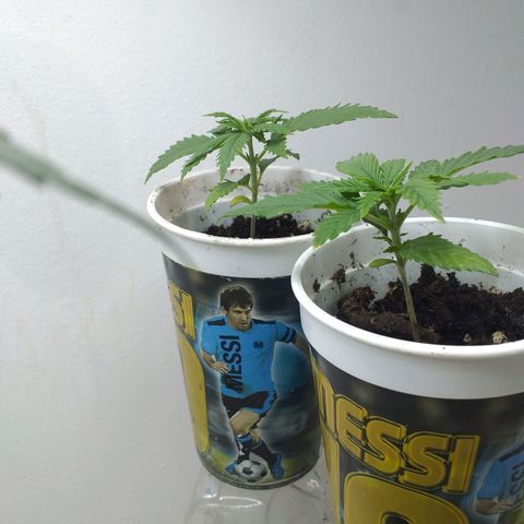 3 growlog timeline photo