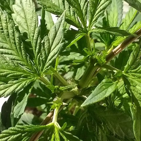 1k growlog photo: 2da poda