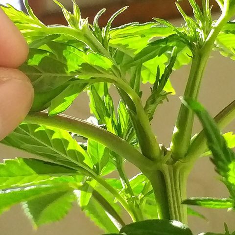 1k growlog photo: 2da poda