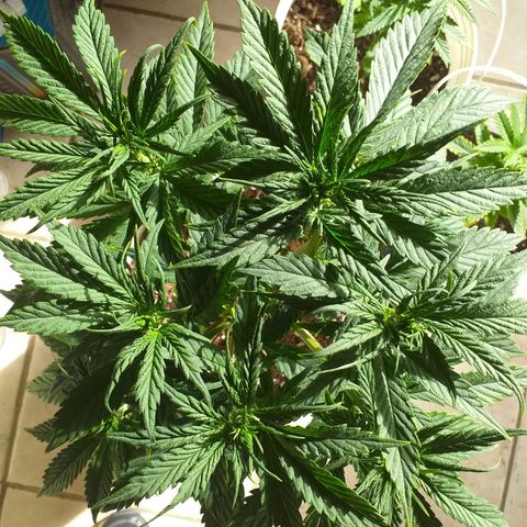 1k growlog timeline photo