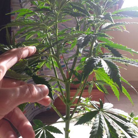 1k growlog timeline photo