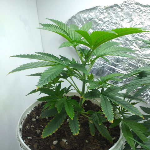 2 growlog timeline photo