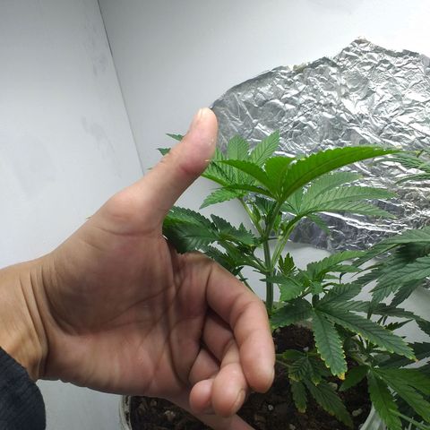 2 growlog timeline photo