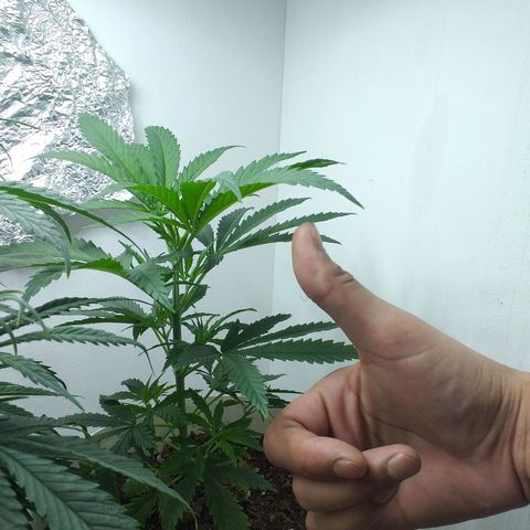 3 growlog timeline photo