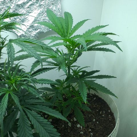 3 growlog timeline photo