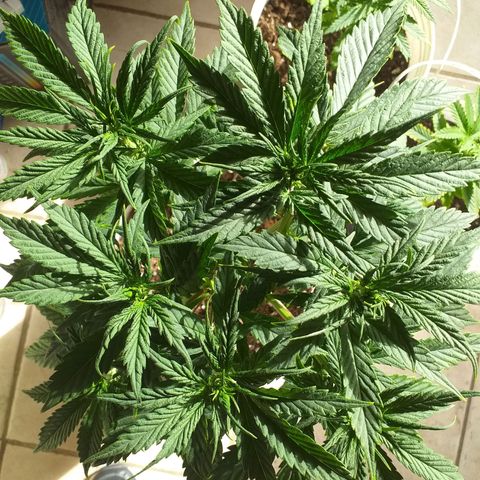 1k growlog timeline photo