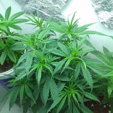 1k growlog timeline photo