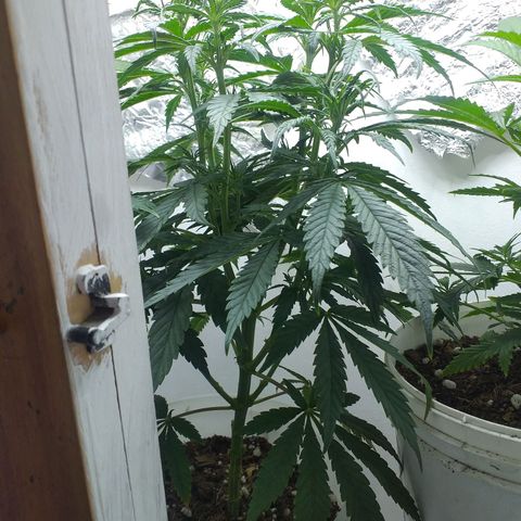 1k growlog timeline photo