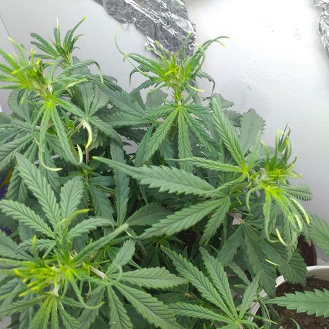 1k growlog timeline photo