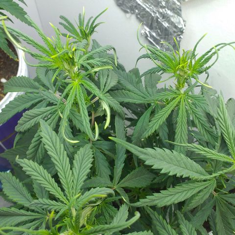 1k growlog timeline photo