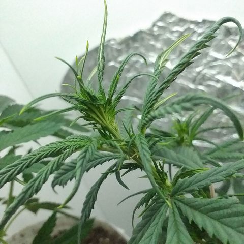1k growlog timeline photo