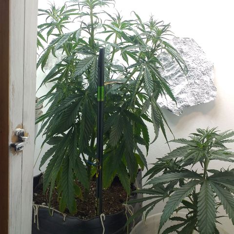 1k growlog timeline photo