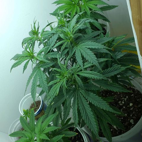 1k growlog timeline photo
