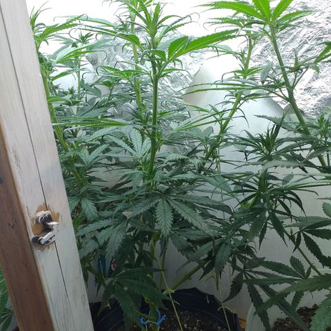 1k growlog timeline photo