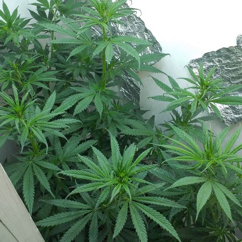 1k growlog timeline photo