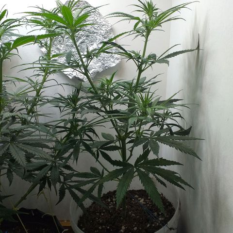 3 growlog timeline photo
