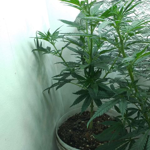 2 growlog timeline photo
