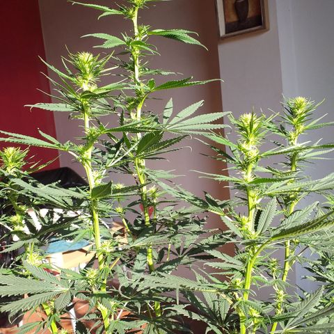 1k growlog photo: 2/3 semanas de Flora aprox