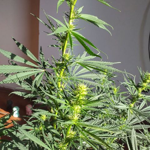 1k growlog photo: 2/3 semanas de Flora aprox