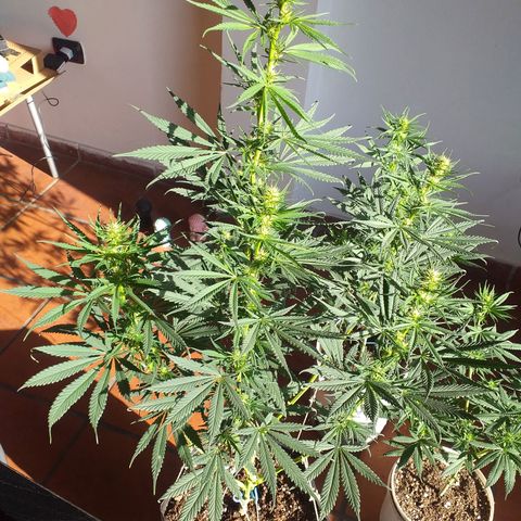 1k growlog photo: 2/3 semanas de Flora aprox