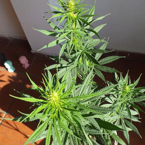 3 growlog photo: 2/3 semanas de Flora aprox