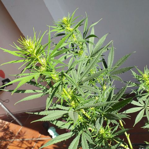 3 growlog photo: 2/3 semanas de Flora aprox