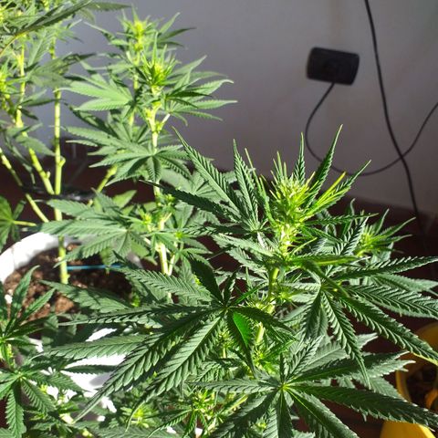 2 growlog photo: 2/3 semanas de Flora aprox