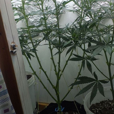 1k growlog photo: Última poda de bajos en pre flora