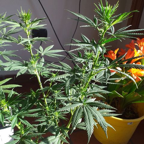 2 growlog photo: 2/3 semanas de Flora aprox