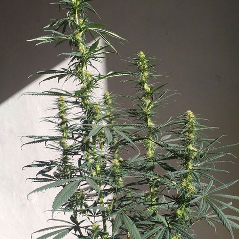 1k growlog timeline photo