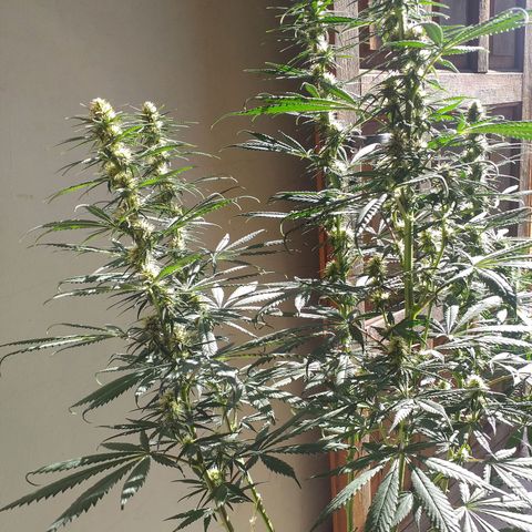 1k growlog timeline photo