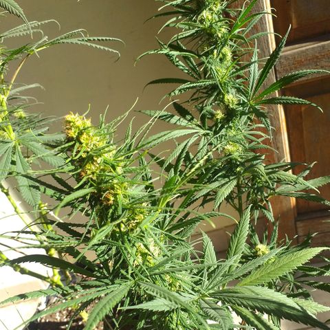 3 growlog timeline photo