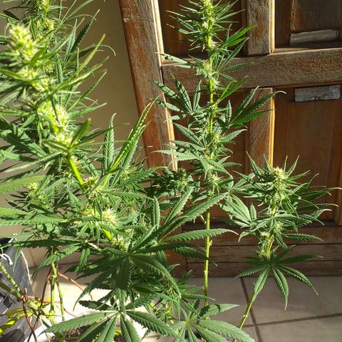2 growlog timeline photo