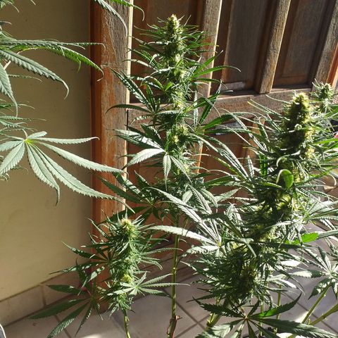 3 growlog timeline photo